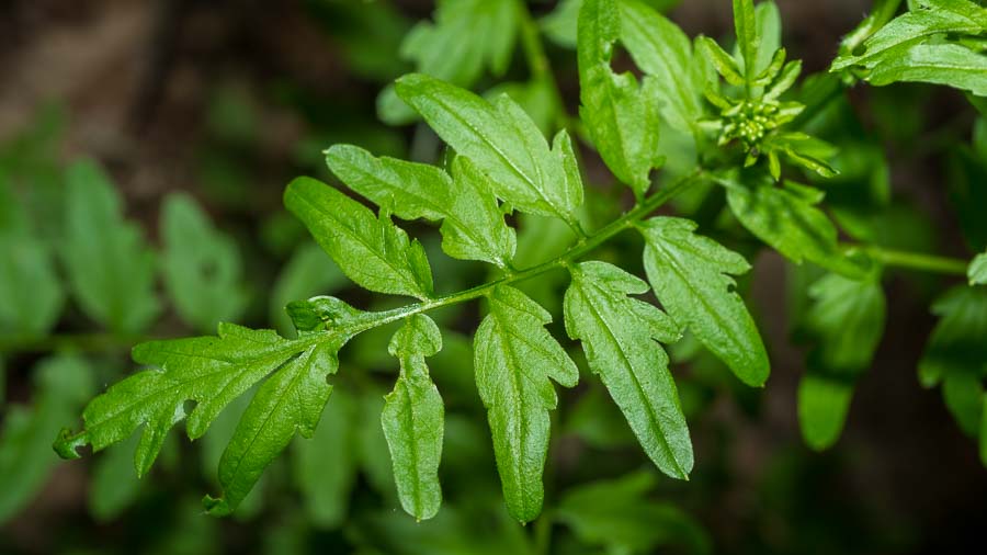 Cardamine impatiens / Billeri comune